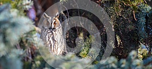 Owl sit in a tree and looking on the the camera