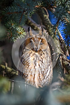 Owl sit in a tree and looking on the the camera