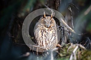 Owl sit in a tree and looking on the the camera