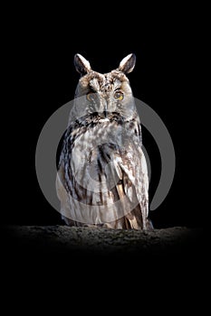 Owl sit in a tree and looking on the the camera