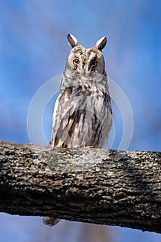 Owl sit in a tree and looking on the the camera