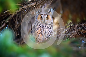 Owl sit in a tree and looking on the the camera