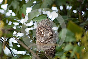 Owl sits in Tree