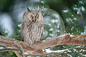 Owl sitting on a branch of a coniferous tree. Long-eared owl in their natural habitat. Winter photo with european