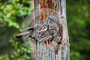 The owl sitting with little owlets in the nest in the hollow of an old tree.