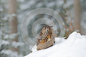 Owl sitting in the snow. Eurasian Eagle owl  in snowy forest during cold winter. Wildlife from Europe, Germany