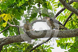 an owl sitting on top of a tree branch with a small owl in it '