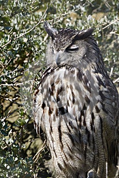 Owl Sleeping During Daytime in Southern France