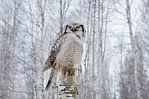 Owl, snow Finland. Nature of north Europe. Snowy winter scene with hawk owl, larch tree. Hawk Owl in nature forest habitat during