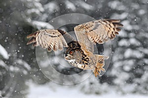 Owl with snow flake in snowy forest during cold winter. Eagle owl in the nature habitat, France. Action snowy scene with owl in