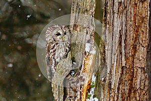 Owl in snowfall. Tawny owl, Strix aluco, perched on rotten oak stump. Beautiful brown owl in winter forest. Wildlife from Europe