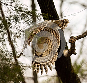Owl soaring through the air, its wingspan gracefully extended as it glides away from a tree branch