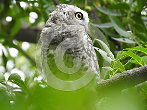 owl or sported owlet