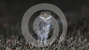 Owl, Spotted owlet Athene brama on ground