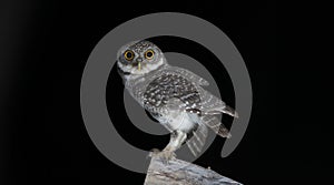 Owl, Spotted owlet Athene brama on stump