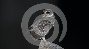 Owl, Spotted owlet Athene brama on stump