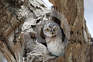 Owl, Spotted owlet Athene brama in tree hollow