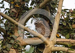 Owl: Spotted Owlet