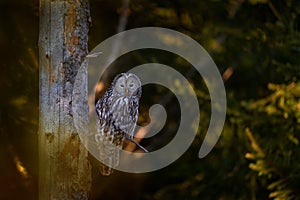 Owl in the spruce tree forest habitat, Slovakia. Ural Owl, Strix uralensis, sitting on tree branch, in green leaves oak forest,