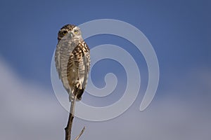 Owl standing on a branch â€“ Strigiformes