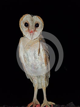 Owl standing at night