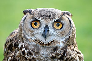 Owl staring photo