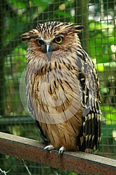 Owl staring eyes inside the cage