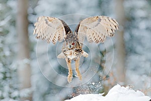 Owl start from snow. Flying Eurasian Eagle owl with open wings with snow flake in snowy forest during cold winter. Wildlife Europe