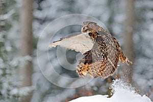 Owl starts from snow. Flying Eurasian Eagle owl with open wings in snowy forest during cold winter. Wildlife from Europe, Germany