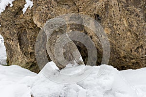 Owl stone statue in snow against rock. Falcon bird monument. Wisdom symbol.