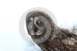 Owl (Strigiformes)