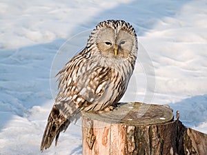 Owl on the stub photo