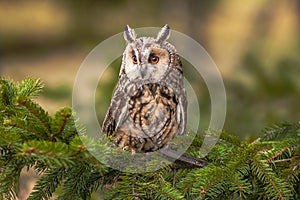 Owl at sunrise. Boreal owl, Aegolius funereus