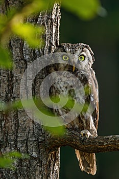 Owl at sunrise. Boreal owl, Aegolius funereus, perched on branch. Typical small owl with big yellow eyes in first morning sun rays