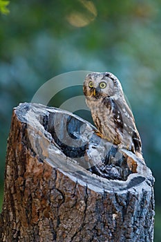 Owl at sunrise. Boreal owl, Aegolius funereus, perched on decayed trunk. Typical small owl with big yellow eyes