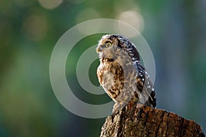 Owl at sunrise. Boreal owl, Aegolius funereus, perched on decayed trunk. Typical small owl with big yellow eyes in morning