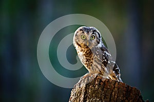 Owl at sunrise. Boreal owl, Aegolius funereus, perched on decayed trunk. Typical small owl with big yellow eyes in morning