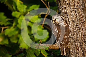 Owl at sunrise. Boreal owl, Aegolius funereus, perched on oak branch. Typical small owl with big yellow eyes in first morning sun