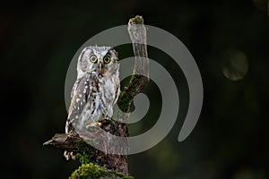 Owl at sunrise. Boreal owl, Aegolius funereus, perched on rotten branch and observes surroundings. Typical small owl.