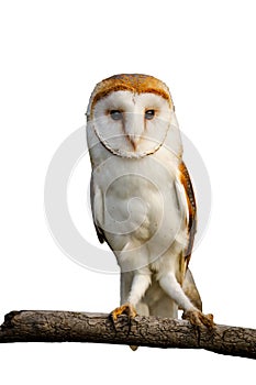 Owl at sunset. Barn owl, Tyto alba, perched on branch isolated on white background. Beautiful white owl with heart-shaped face.