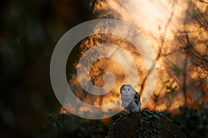 Owl sunset. Magic bird Barn owl, Tyto alba, flying above stone fence in forest cemetery. Wildlife scene from nature.Owl - Urban
