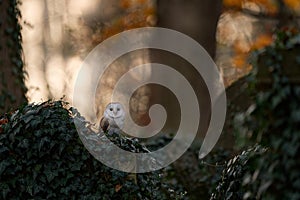 Owl sunset. Magic bird Barn owl, Tyto alba, flying above stone fence in forest cemetery. Wildlife scene from nature.Owl - Urban