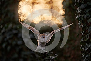 Owl sunset. Magic bird Barn owl, Tyto alba, flying above stone fence in forest cemetery. Wildlife scene from nature.Owl - Urban