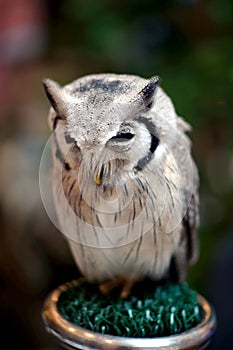 Owl from forest in Thailand 9