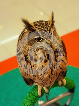 Owl in Thailand