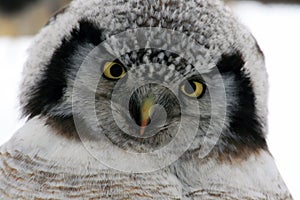 Owl tilted her head, looking into the camera, Northern Hawk Owl (Surnia ulula),