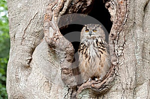 Owl in a tree hollow
