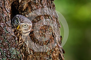 Owl in the tree nest hole. Little Owl, Athene noctua, in the nest hole, forest in central Europe, portrait of small bird in the na photo