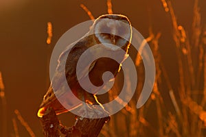 Owl on tree trunk in meadow. Barn owl, Tito alba, nice bird sitting on stone fence, evening light, nice blurred light green the ba