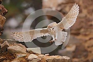 Owl, Tyto alba, with nice wings, landing on stone wall, light bird flying in the old castle, animal in the urban habitat. Wildlife photo